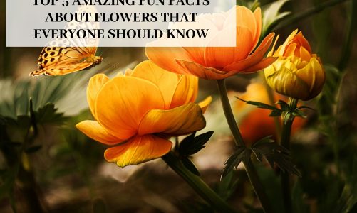 Top 5 Amazing Fun Facts About Flowers That Everyone Should Know